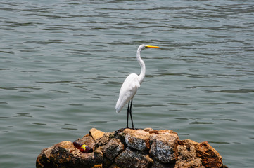 Heron