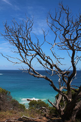 Dead tree in front of blue sky and Indian ocean along the Cape Naturaliste to Cape Leuwin track, Western Australia