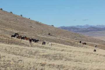 Wild Horses in the Utah Desert in Winter
