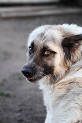 Dog. A mongrel guard dog named Beam of a light color with a black mouth and ears on the street in...