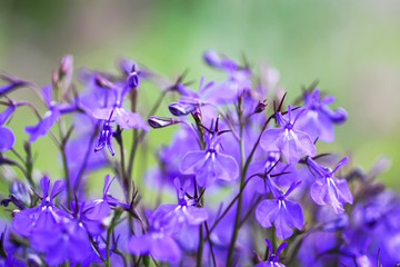 Blue delphinium beautiful flowers in summer garden.