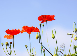 Red poppy flowers blooming in summer park.