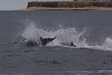Dolphins tail splashing