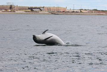 Dolphin barrel roll