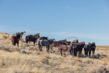 Wild Horses in the Utah Desert in Winter