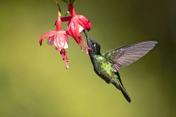 Talamanca hummingbird or admirable hummingbird (Eugenes spectabilis) is a large hummingbird. The admirable hummingbird's range is Costa Rica to Panama. 