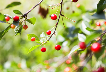 Ripe cherries on a tree. Fresh red cherry fruits in summer garden in the countryside.