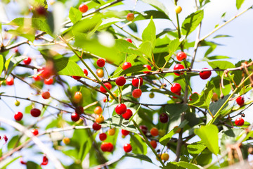 Ripe cherries on a tree. Fresh red cherry fruits in summer garden in the countryside.