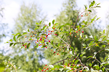 Ripe cherries on a tree. Fresh red cherry fruits in summer garden in the countryside.