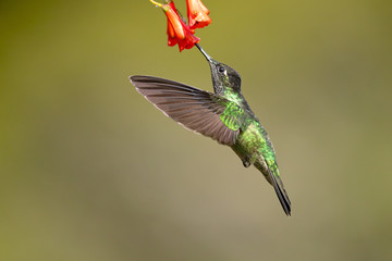 Fototapeta premium Talamanca hummingbird or admirable hummingbird (Eugenes spectabilis) is a large hummingbird. The admirable hummingbird's range is Costa Rica to Panama. 