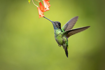 Talamanca hummingbird or admirable hummingbird (Eugenes spectabilis) is a large hummingbird. The admirable hummingbird's range is Costa Rica to Panama. 
