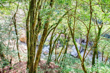 Fototapeta premium 鬼の舌震 遊歩道から渓谷を望む The stream and rocks beneath the woods at Oni-no-Shitaburui Gorge in Okuizumo Town, Shimane pref. Japan
