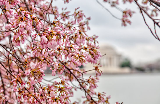 Cherryblossom Festival