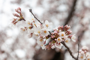 Cherry Blossom