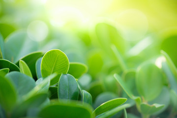 Green nature background. Closeup natural view of green leaf with beauty bokeh background for nature...