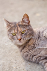 The young gray cat lies on the concrete