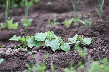 Weeding in kitchen garden. Young vegetables