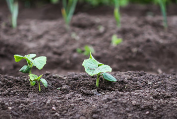 Weeding in kitchen garden. Young vegetables