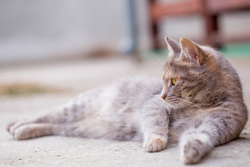 The young gray cat lies on the concrete