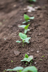 Weeding in kitchen garden. Young vegetables