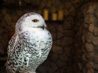 Standing white owl