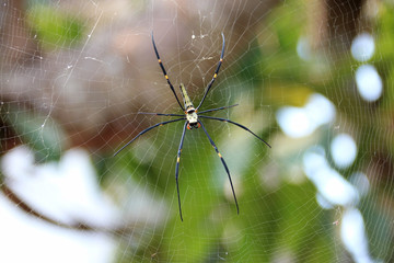 Spider (Laos)