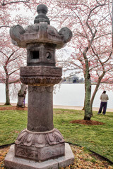 Cherryblossom Festival