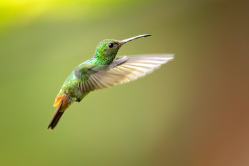 Bronze-tailed plumeleteer (Chalybura urochrysia) is a large hummingbird resident in Central America and South America from eastern Honduras to northwestern Ecuador. 
