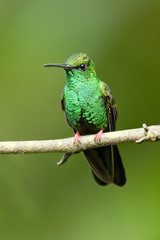Bronze-tailed plumeleteer (Chalybura urochrysia) is a large hummingbird resident in Central America and South America from eastern Honduras to northwestern Ecuador. 