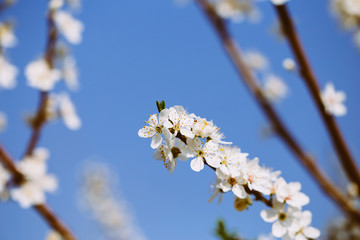 Close up of plum blossom. White spring flowers on blue sky.