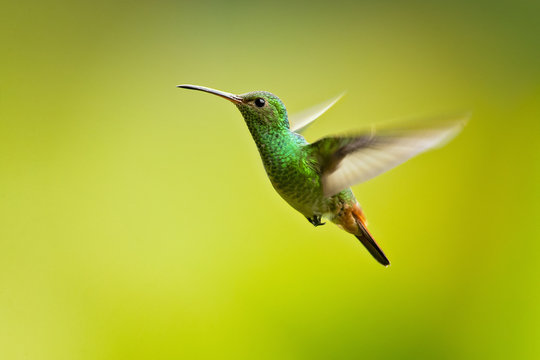Bronze-tailed plumeleteer (Chalybura urochrysia) is a large hummingbird  resident in Central America and South America from eastern Honduras to  northwestern Ecuador. Stock Photo | Adobe Stock