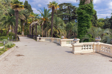 Fototapeta premium The arboretum in Sochi at summer time