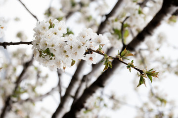 Obraz premium Flores de Cerezo del Valle del Jerte. Caceres. España