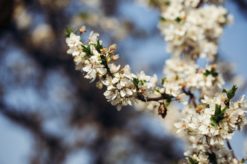 Close up of plum blossom. White spring flowers on blue sky.