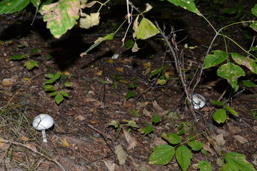 mushrooms in the forest