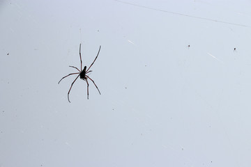 Spider (Laos)