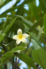 Obraz premium Beautiful tropical vegetations in the small garden on Bali.