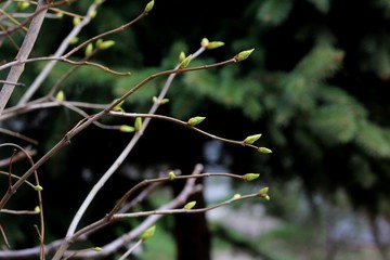 the first spring gentle leaves, buds and branches