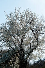 Close up of plum blossom. White spring flowers on blue sky.