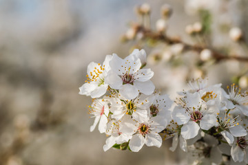 The first young flowers of yellow plums