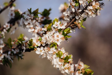 Obraz premium Close up of plum blossom. White spring flowers on blue sky.