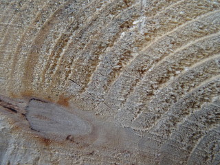 holz textur 