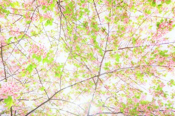 Obraz na płótnie Canvas 緑の葉っぱとピンクの花