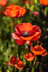 Poppies flower field spring time 