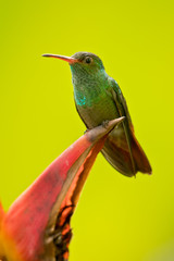 Rufous-tailed hummingbird (Amazilia tzacatl) is a medium-sized hummingbird that breeds from east-central Mexico, through Central America and Colombia, east to western Venezuela