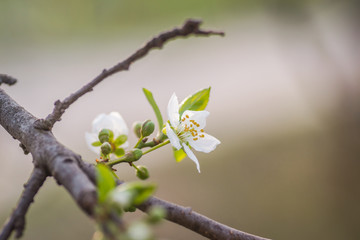 The first young flowers of yellow plums