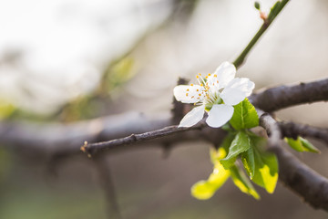The first young flowers of yellow plums