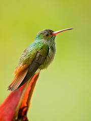 Rufous-tailed hummingbird (Amazilia tzacatl) is a medium-sized hummingbird that breeds from east-central Mexico, through Central America and Colombia, east to western Venezuela