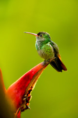 Fototapeta na wymiar Rufous-tailed hummingbird (Amazilia tzacatl) is a medium-sized hummingbird that breeds from east-central Mexico, through Central America and Colombia, east to western Venezuela