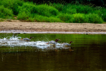 Ducks swimming in the river in Latvia